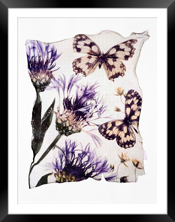 Beautiful Polaroid Lift of  Frittilary Butterflies & Corn Flower Framed Mounted Print by Paul E Williams