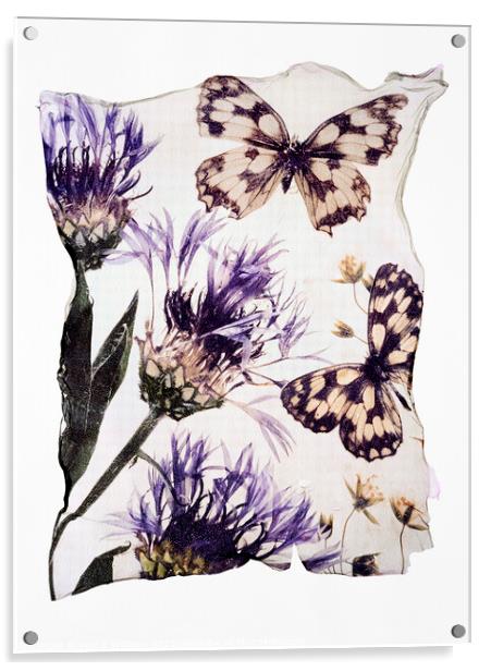 Beautiful Polaroid Lift of  Frittilary Butterflies & Corn Flower Acrylic by Paul E Williams
