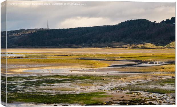 Feeding in Tide Pools Red Wharf Bay Anglesey Canvas Print by Pearl Bucknall