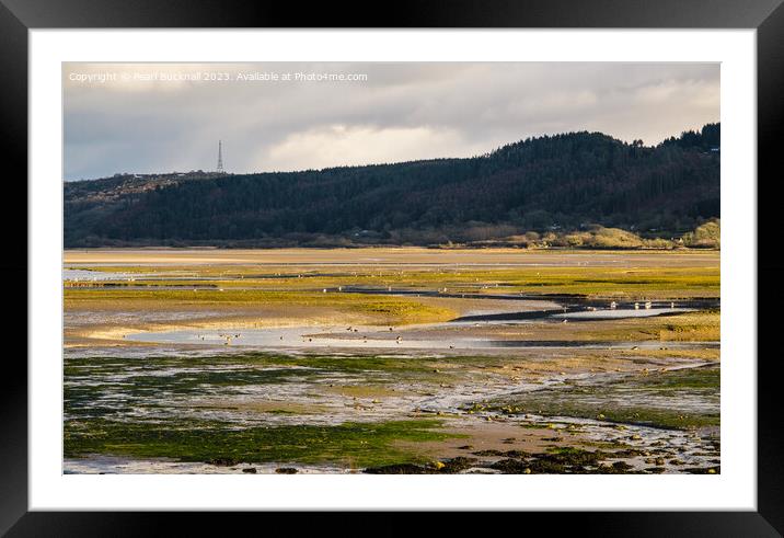 Feeding in Tide Pools Red Wharf Bay Anglesey Framed Mounted Print by Pearl Bucknall
