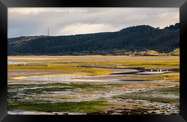 Feeding in Tide Pools Red Wharf Bay Anglesey Framed Print by Pearl Bucknall