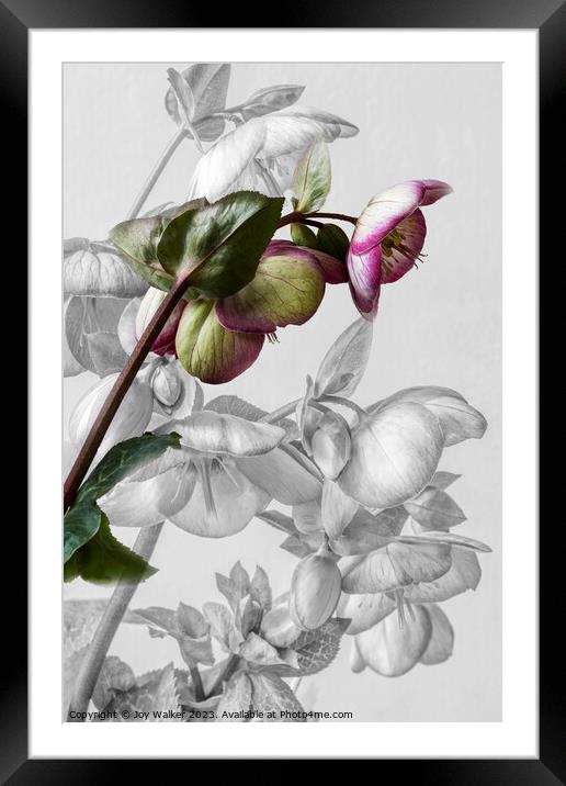 Hellebore Blooms Framed Mounted Print by Joy Walker