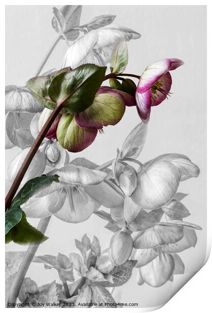 Hellebore Blooms Print by Joy Walker