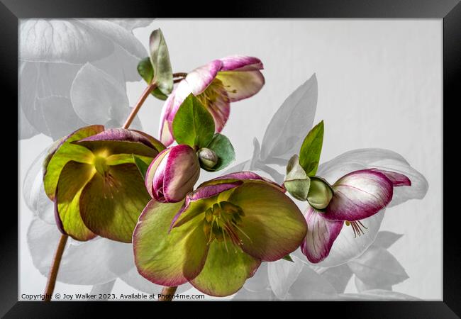 Hellebore flower study Framed Print by Joy Walker