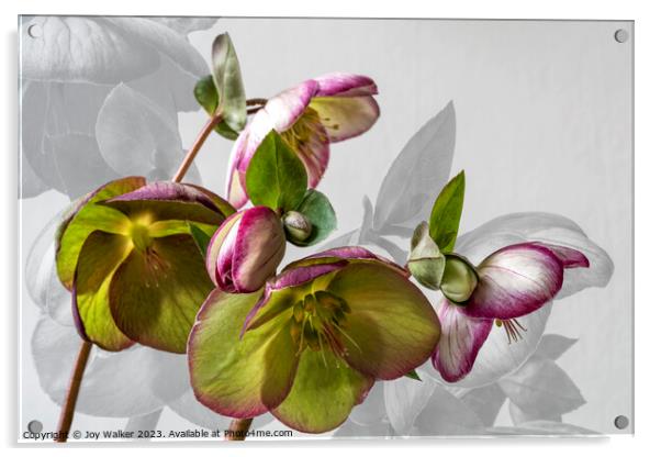 Hellebore flower study Acrylic by Joy Walker