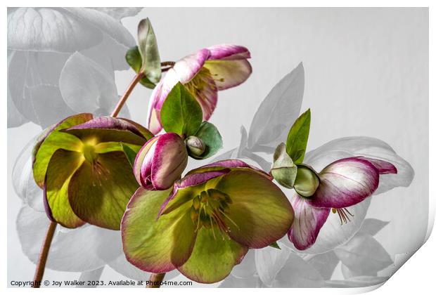 Hellebore flower study Print by Joy Walker