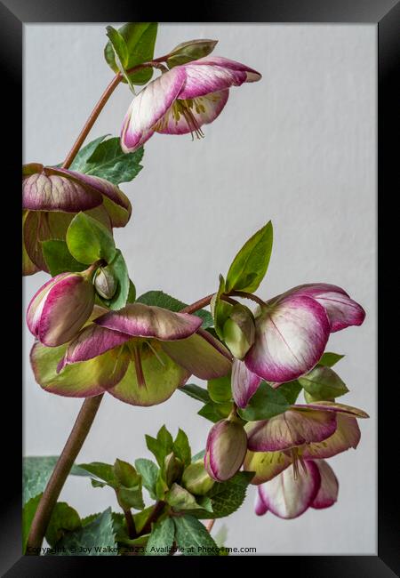 A vase filled with pink flowers Framed Print by Joy Walker