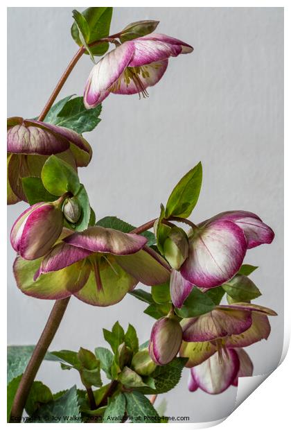 A vase filled with pink flowers Print by Joy Walker