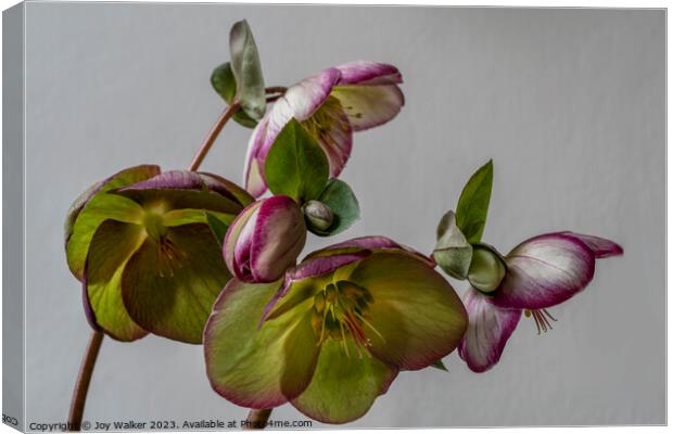 Plant flower Canvas Print by Joy Walker