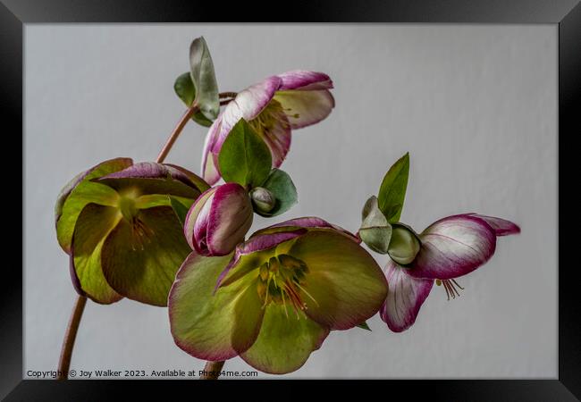 Plant flower Framed Print by Joy Walker