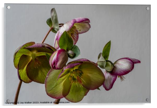 Plant flower Acrylic by Joy Walker