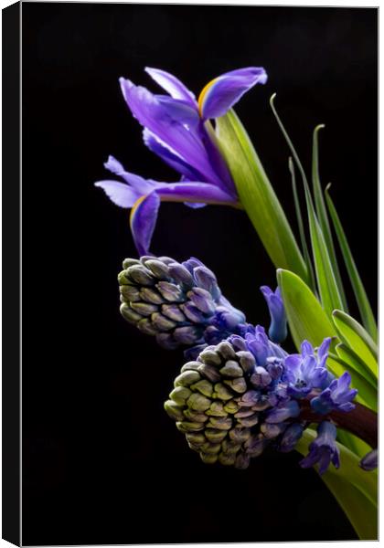 Iris flowers and Hyacinth flowers Canvas Print by Joy Walker