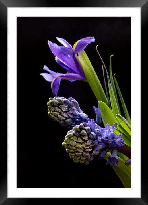 Iris flowers and Hyacinth flowers Framed Mounted Print by Joy Walker