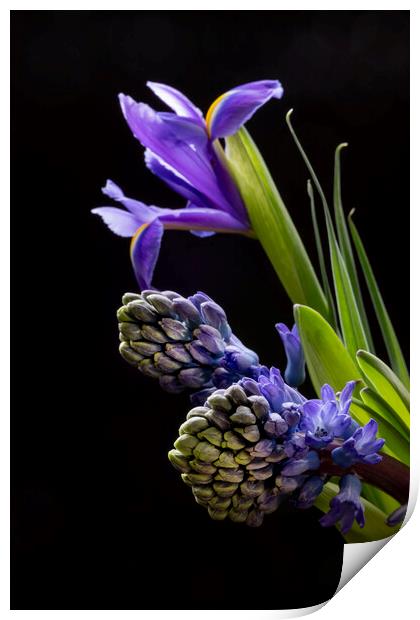 Iris flowers and Hyacinth flowers Print by Joy Walker