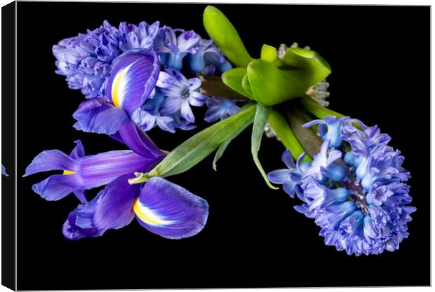Hyacinths and Iris blooms Canvas Print by Joy Walker