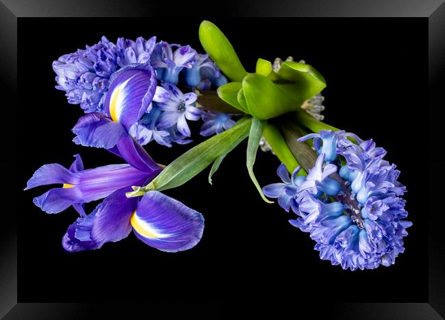 Hyacinths and Iris blooms Framed Print by Joy Walker