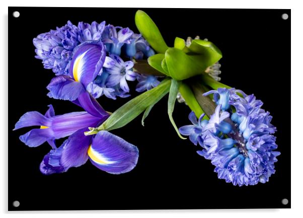 Hyacinths and Iris blooms Acrylic by Joy Walker