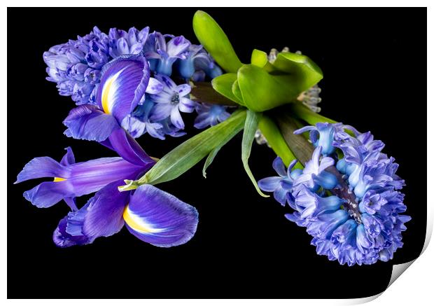 Hyacinths and Iris blooms Print by Joy Walker