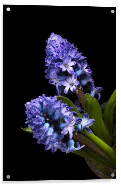 Two Blue Hyacinth flowers Acrylic by Joy Walker