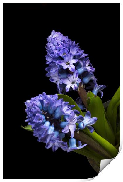 Two Blue Hyacinth flowers Print by Joy Walker