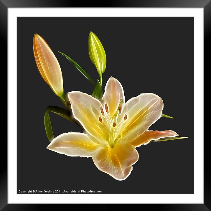 Lily Framed Mounted Print by Alice Gosling