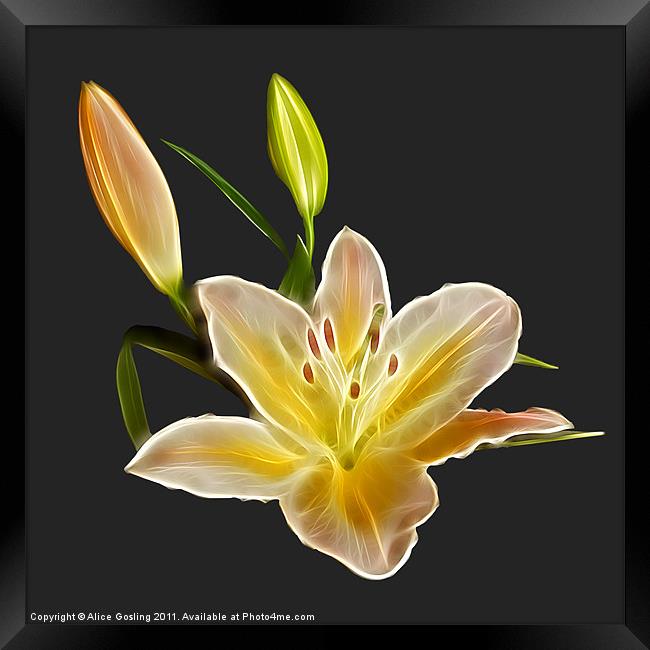 Lily Framed Print by Alice Gosling