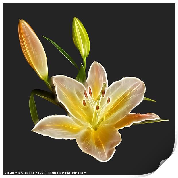 Lily Print by Alice Gosling