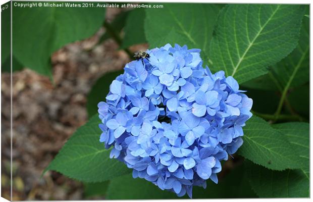 Hydrangea Bush Canvas Print by Michael Waters Photography