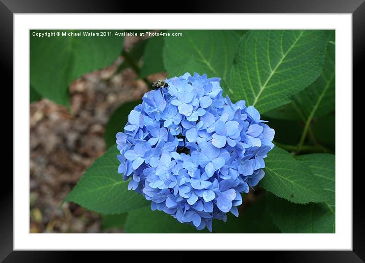 Hydrangea Bush Framed Mounted Print by Michael Waters Photography