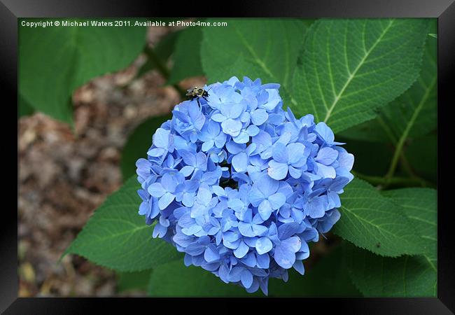 Hydrangea Bush Framed Print by Michael Waters Photography