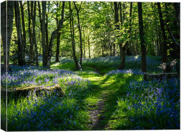 A bluebell wood on a Spring morning Canvas Print by James Elkington