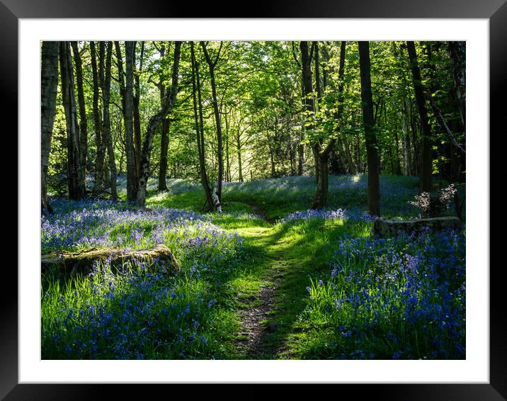 A bluebell wood on a Spring morning Framed Mounted Print by James Elkington