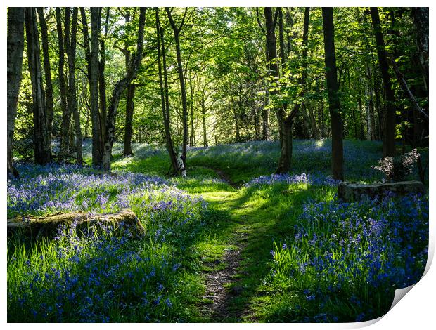 A bluebell wood on a Spring morning Print by James Elkington