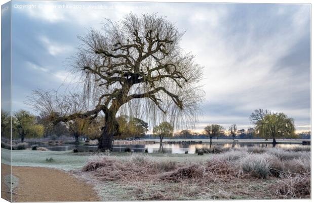 Bushy Park at dawn in early March Canvas Print by Kevin White