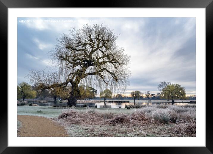 Bushy Park at dawn in early March Framed Mounted Print by Kevin White