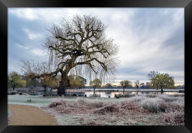 Bushy Park at dawn in early March Framed Print by Kevin White