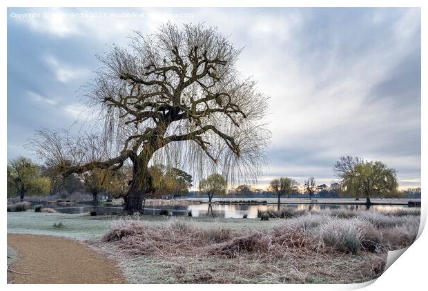 Bushy Park at dawn in early March Print by Kevin White