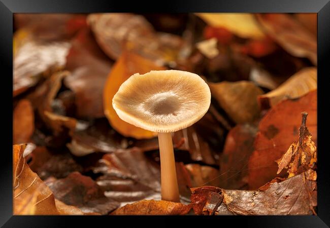 Autumn Fungi Framed Print by Mal Spain