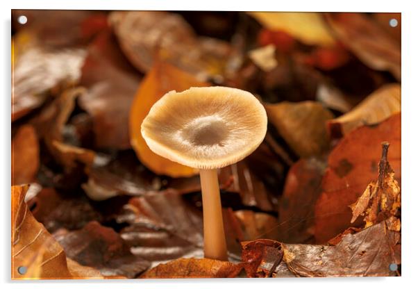 Autumn Fungi Acrylic by Mal Spain