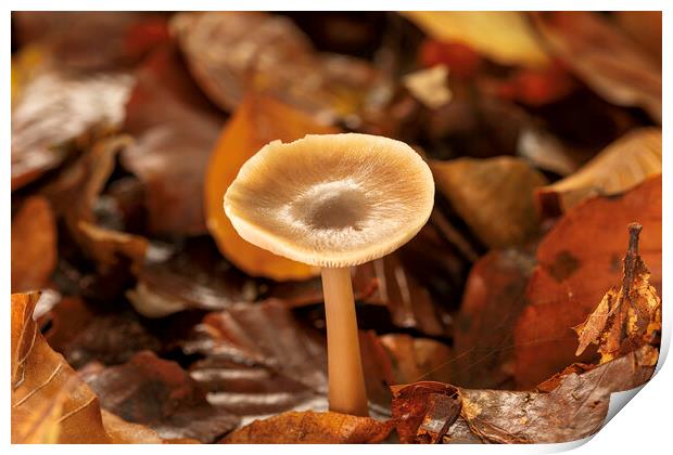 Autumn Fungi Print by Mal Spain