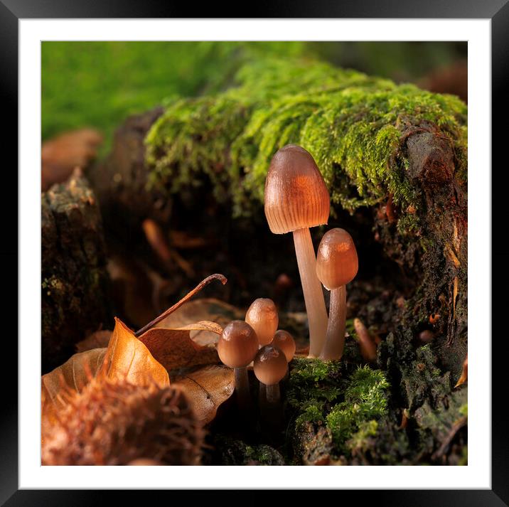 Fungi in Autumn Framed Mounted Print by Mal Spain