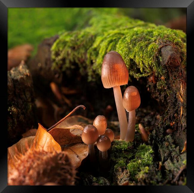 Fungi in Autumn Framed Print by Mal Spain