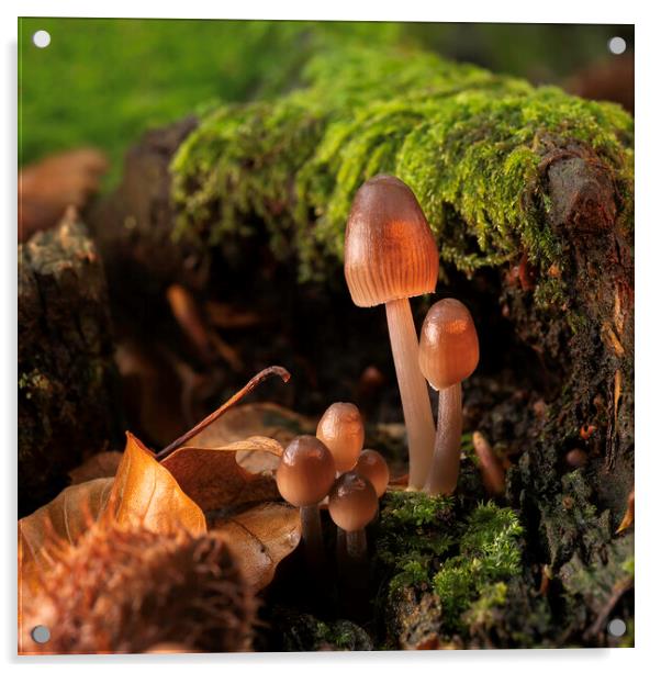 Fungi in Autumn Acrylic by Mal Spain