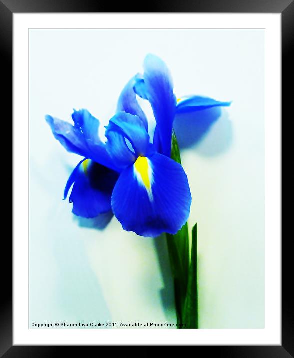 Iris Framed Mounted Print by Sharon Lisa Clarke