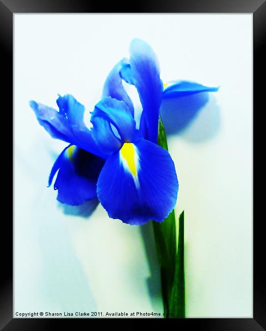 Iris Framed Print by Sharon Lisa Clarke