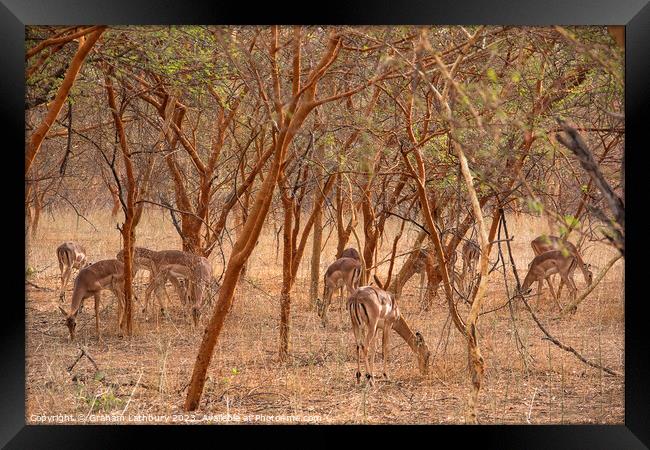 Impala Framed Print by Graham Lathbury