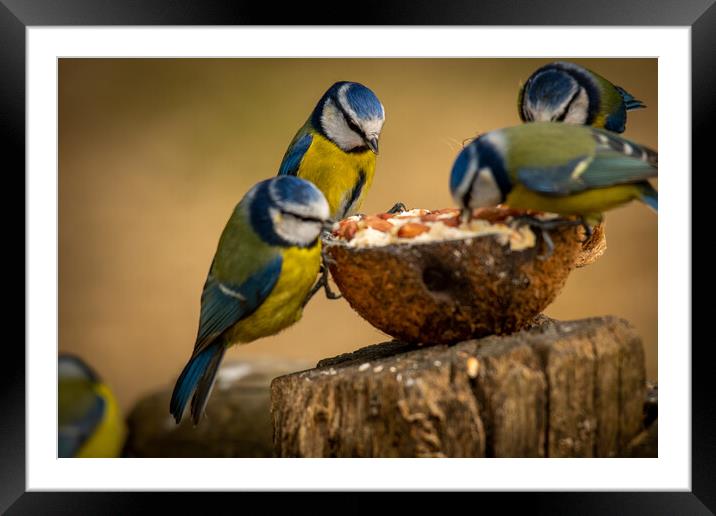 Birds Lunch.. Framed Mounted Print by Elzbieta Sosnowski