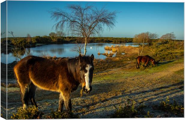 Typical Morning in New Forest.. Canvas Print by Elzbieta Sosnowski