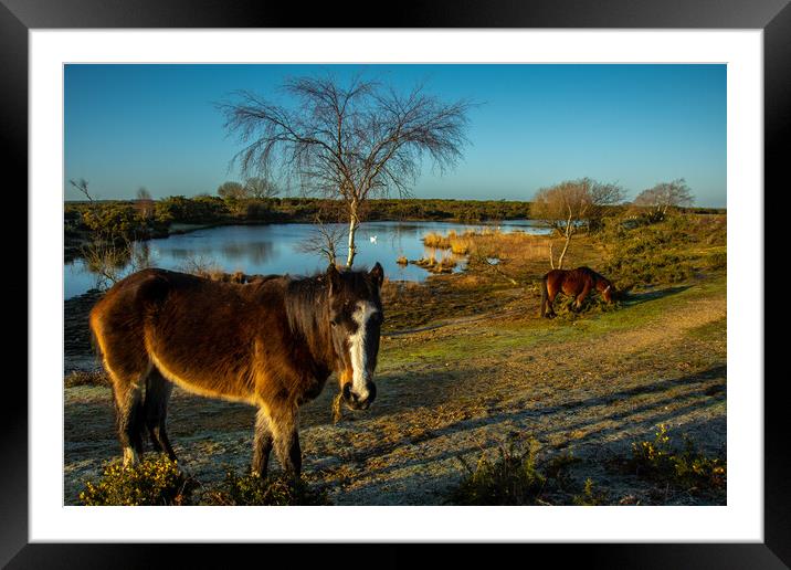 Typical Morning in New Forest.. Framed Mounted Print by Elzbieta Sosnowski