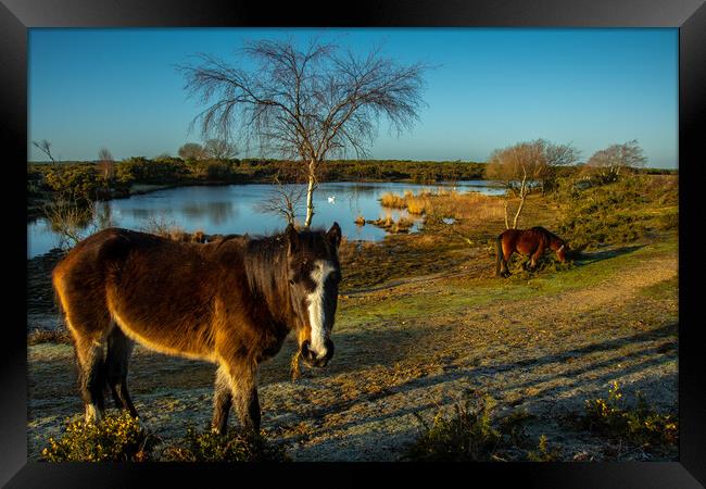 Typical Morning in New Forest.. Framed Print by Elzbieta Sosnowski